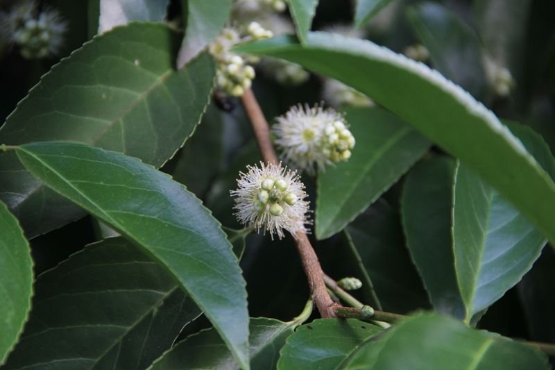 花香与众不同的大叶桂樱