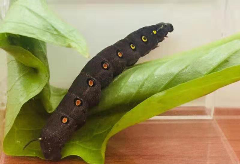 芋双线天蛾 theretra oldenlandiae芋双线天蛾的幼虫身体有两排"玄窗"