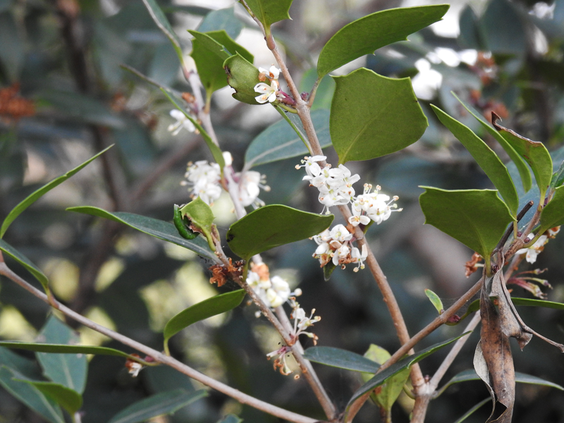 heterophyllus木犀科木犀属的柊(zhong)树,形似桂花,但叶片却偶尔有刺