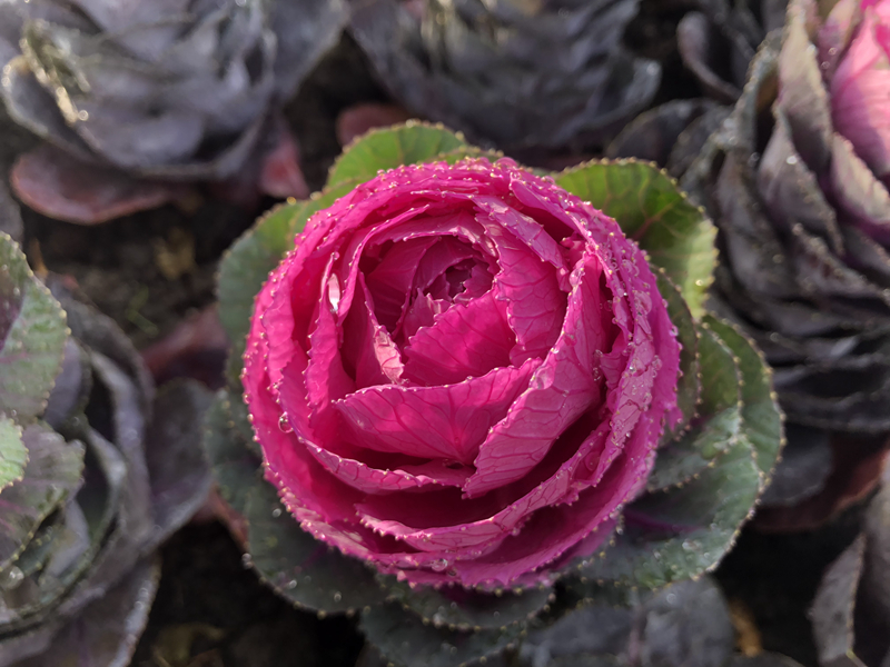 羽衣甘蓝 红华美.jpg