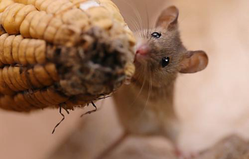老鼠啃玉米的图片图片