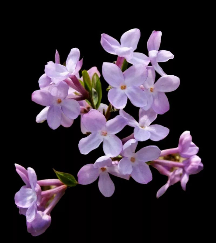 老鼠花（芫花）.jpg