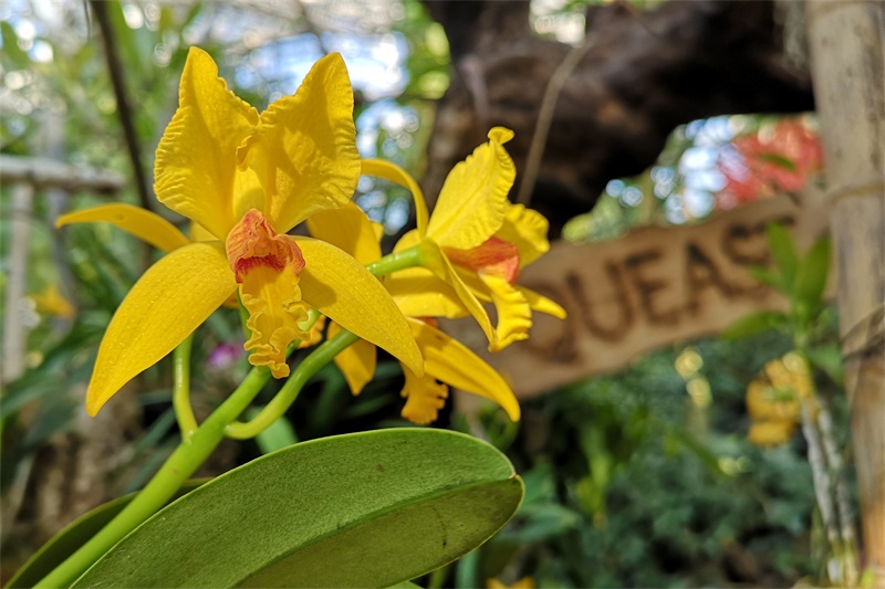 rlc. vigour greensplash dragon jade玉娇龙卡特兰rct.