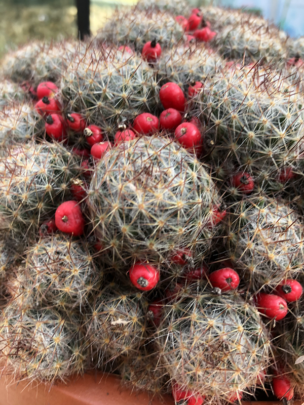 松霞Mammillaria prolifera.jpg