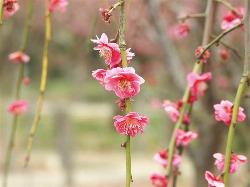 因花瓣初开时中心有一空,似古代铜钱而得名,而锦生垂枝梅,花朵红艳