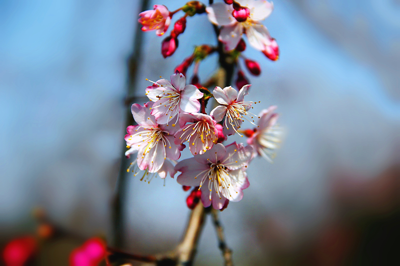 5迎春樱.jpg