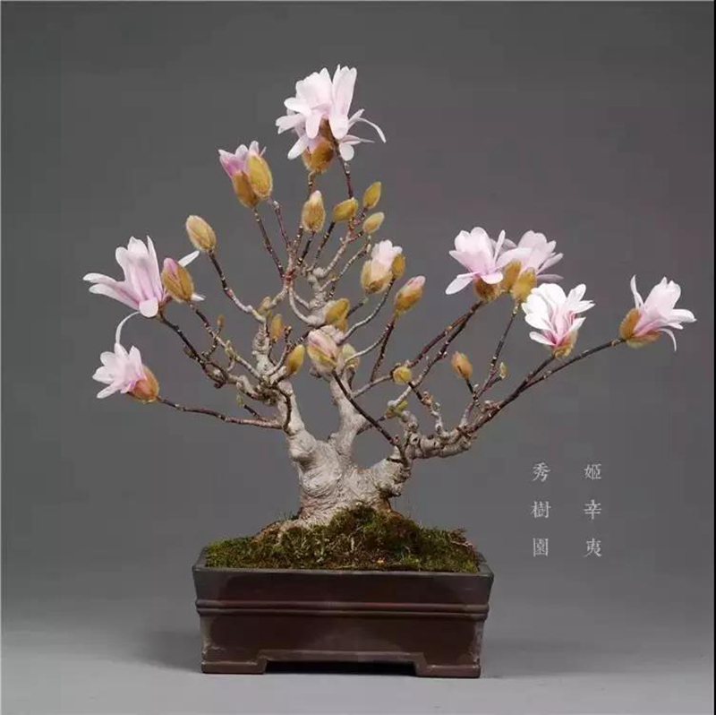 玉兰盆景 (2).jpg