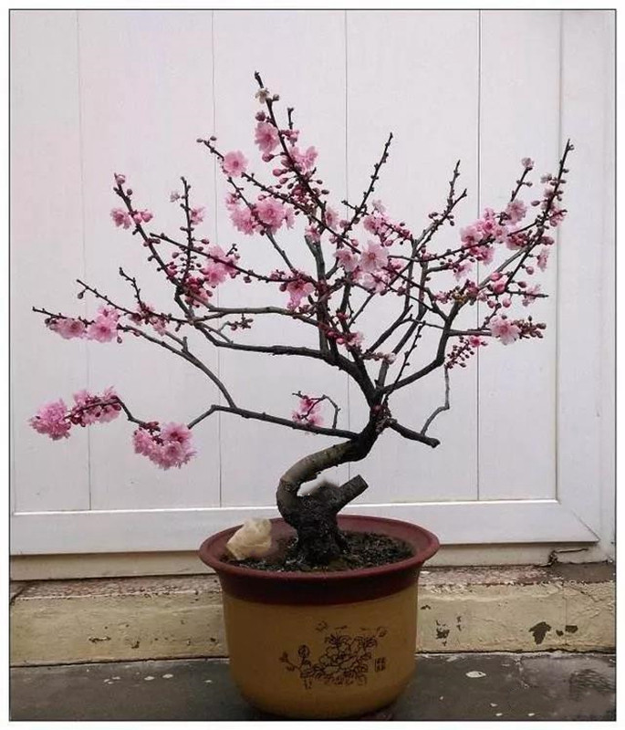 美人梅盆景.jpg