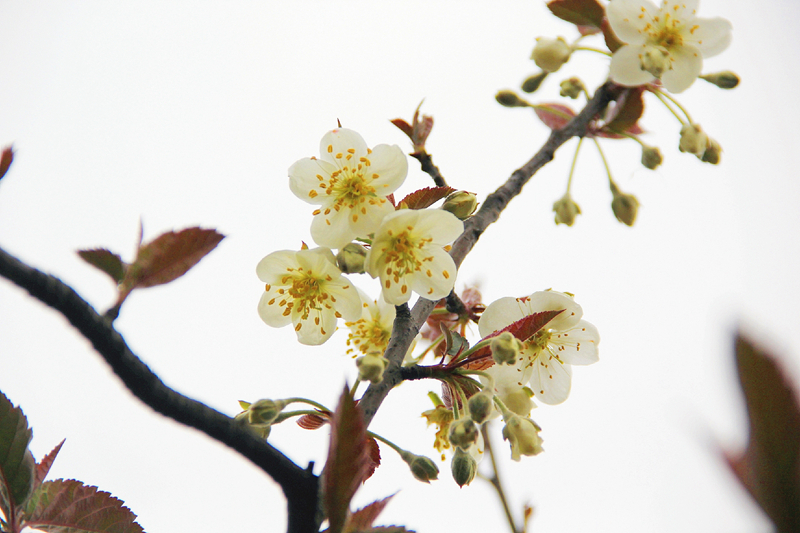 台湾林檎苹果属海棠花开第一枝