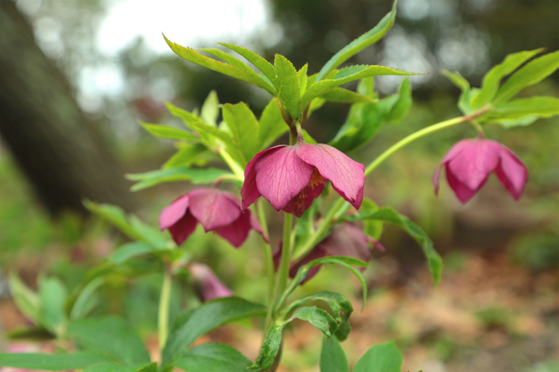 铁筷子-lm (2).jpg