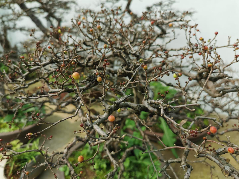 雀梅果实 (1).jpg