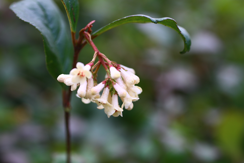 琉球荚蒾  (2).jpg