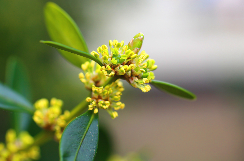 瓜子黄杨-黄增艳 (2)_看图王.jpg