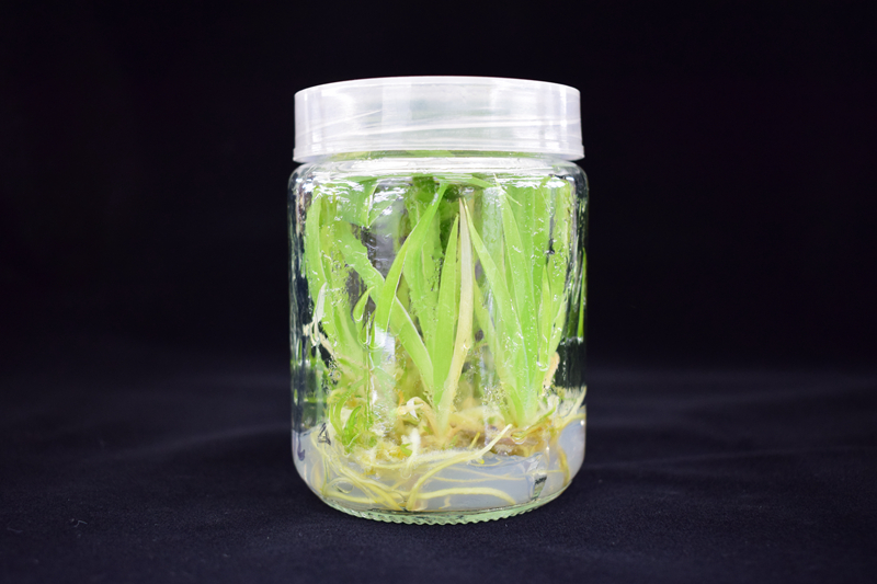 鸢尾组培体系的建立存在易污染和易褐化等难题.