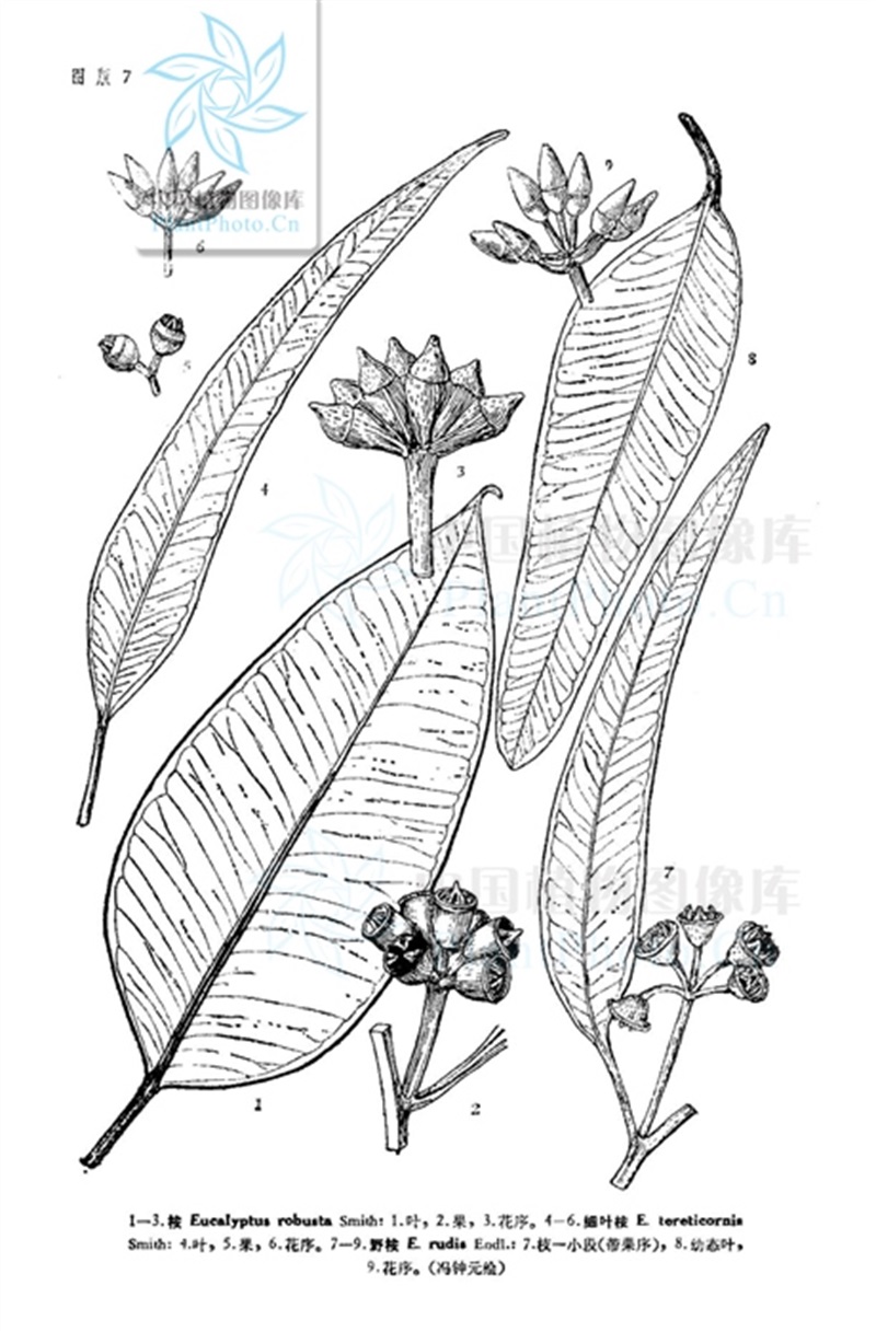 桉树又称尤加利树,是桃金娘科(myrtaceae)桉树属(eucalyptus)植物的