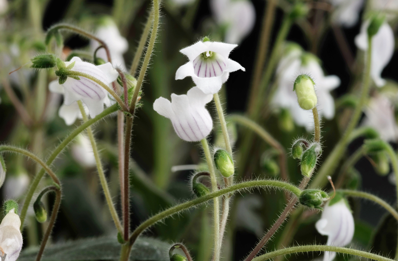 海南特有盾叶苣苔磨砺四年在上海植物园美丽绽放
