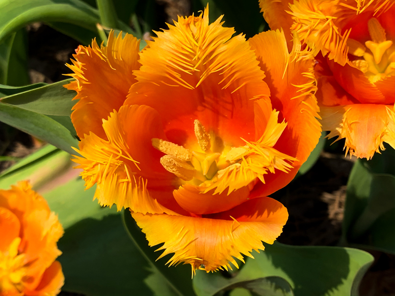 (图16 兰巴达郁金香  tulipa gesnerianalambada)单瓣晚花型(图17