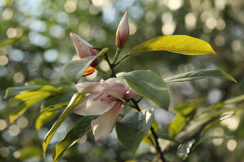 红花深山含笑 (1).jpg