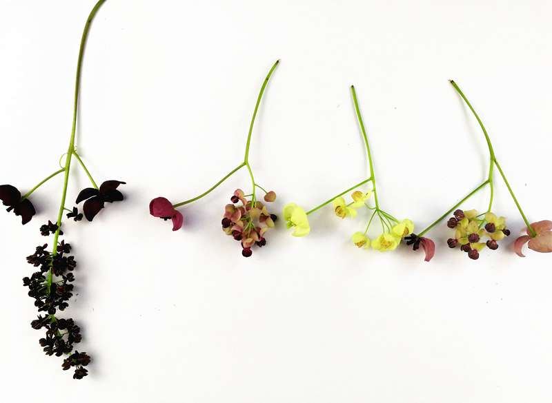 花为功能性单性花,雌雄同株同序,多朵组成腋生的总状或伞房状花序.