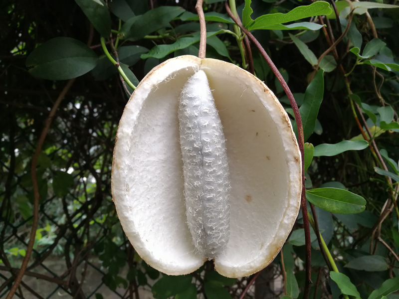 上海植物园木通缤纷绽放