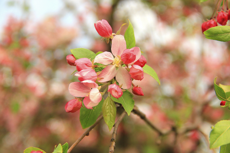 路易莎海棠 (1).jpg