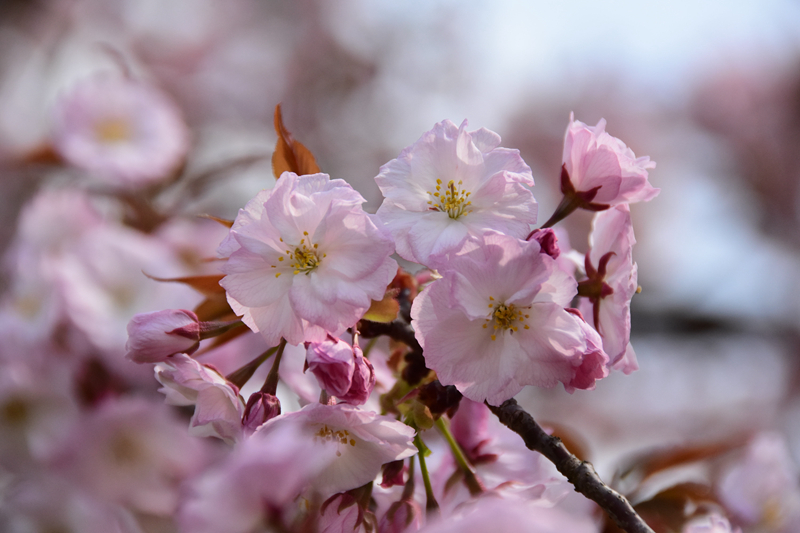 坐落于盆景园正门附近临河孤植的那株东京樱花,目前也谢了三四成,却