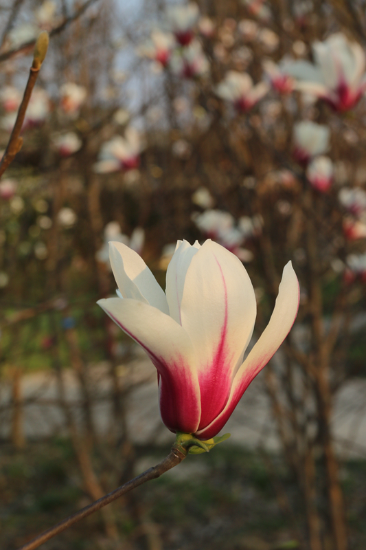 博朗德玉兰,花色亮丽,花9瓣,花内部白色,外部亮粉色.