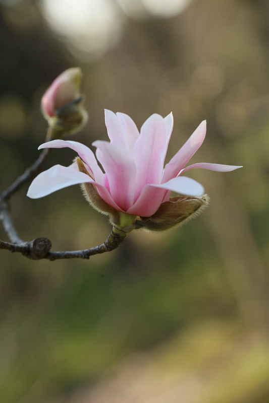 青皮玉兰,淡粉色,花33-48瓣,花内部白色,外部淡粉色.