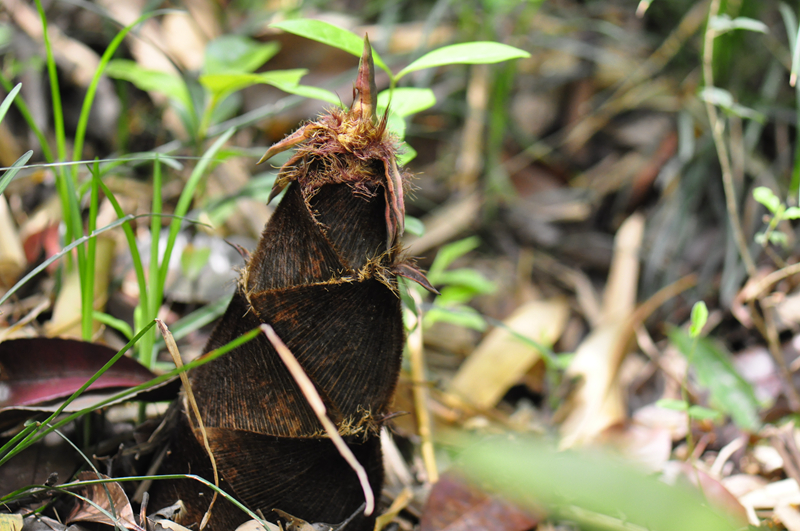 毛竹(phyllostachys edulis)禾本科刚竹属.