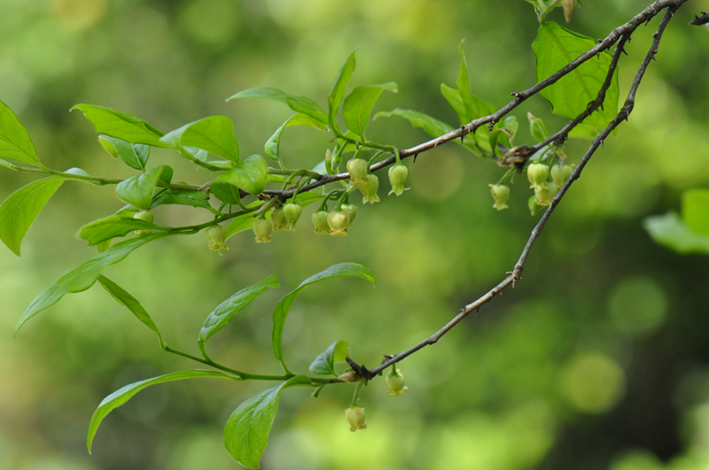 乌柿(diospyros cathayensis),柿科柿属常绿或半常绿小乔木,树冠开展