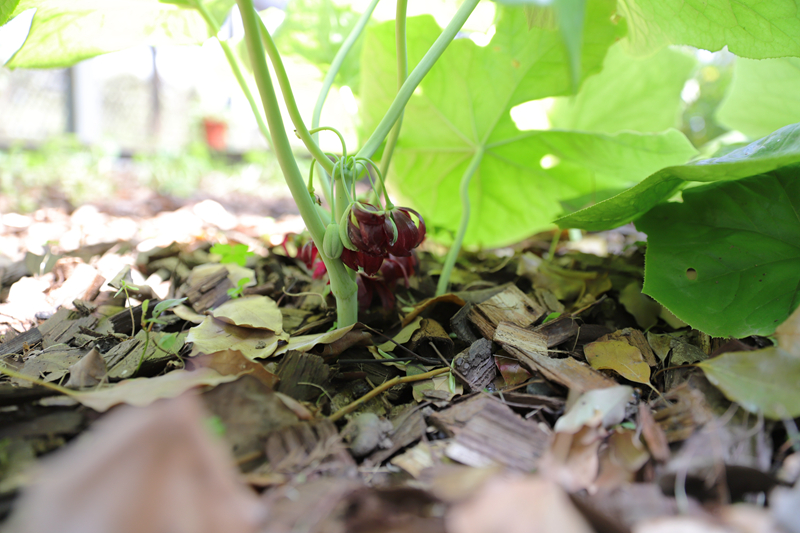 2六角莲 副本.jpg