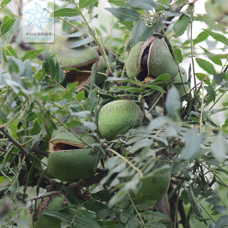 文冠果的命名多是围绕它的果实,例如文官果,文官木或是北方木瓜.