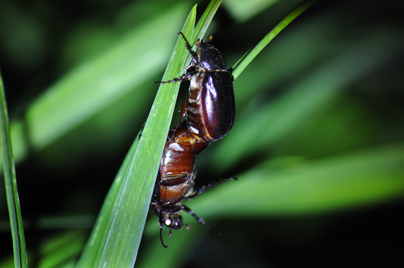 人与自然和谐共生800大黑鳃金龟