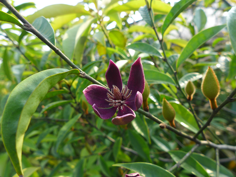 奇特的紫花含笑绽放了