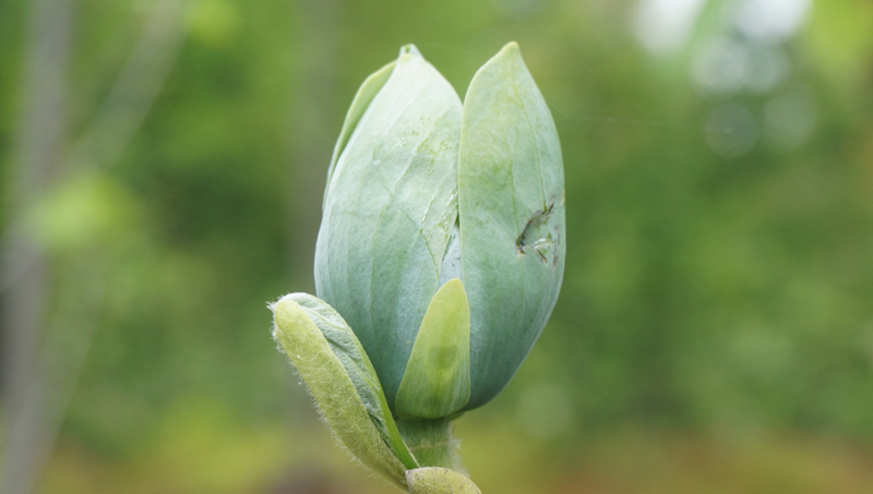 绿色玉兰现身上海植物园木兰园