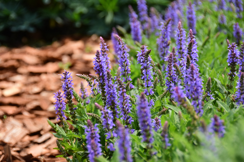 打造另类"花海"80025 无性宿根林荫鼠尾草