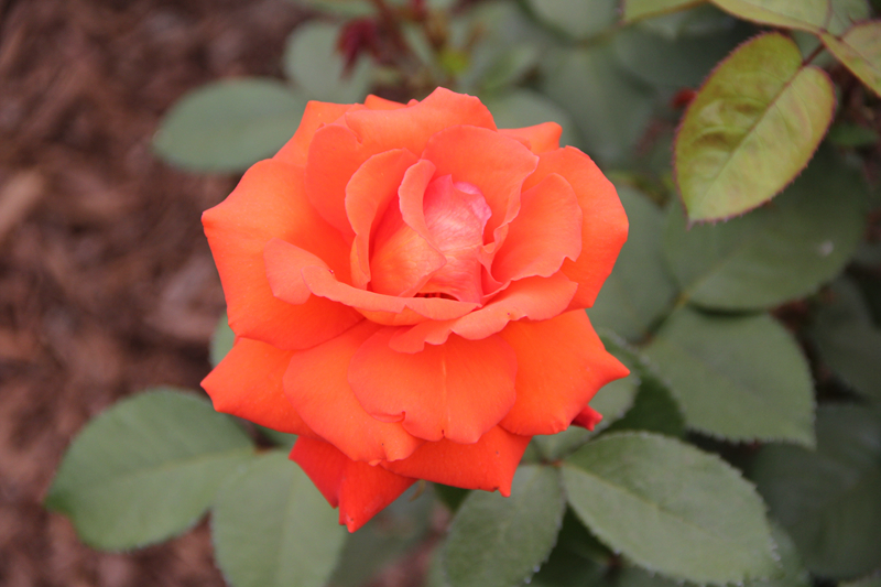 花事预告"第十三期——百变天后,月季花开800赌城月季