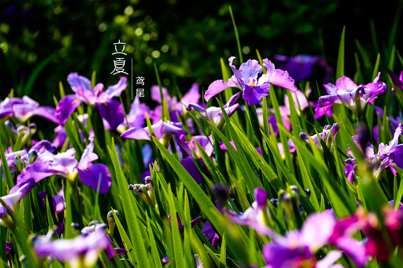 精灵之约•节气"植"说│上海植物园:上海的二十四节气花园•立夏