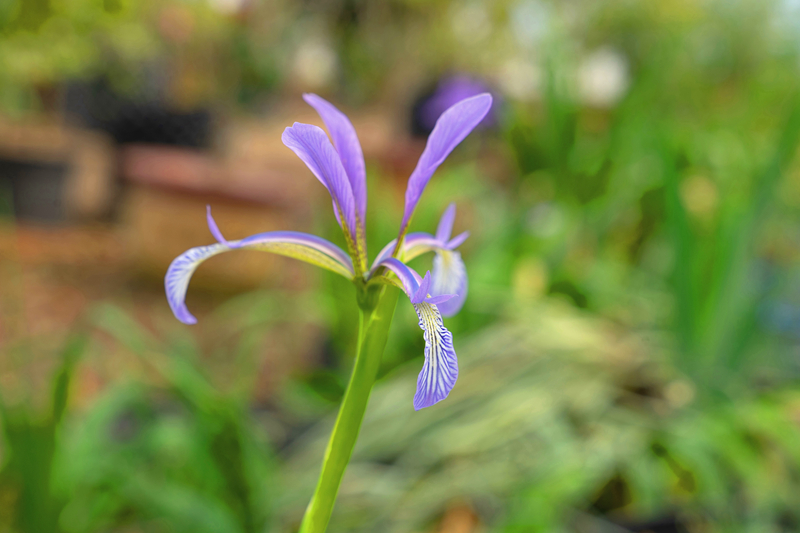 多种中国特有鸢尾属植物在上海植物园迁地保护初获成功