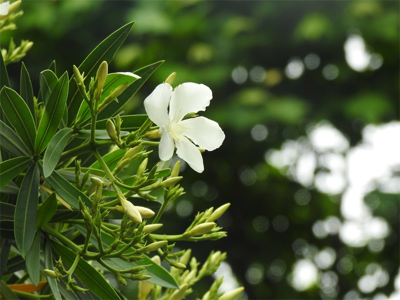 植小满养发(植物养发哪个品牌最好)