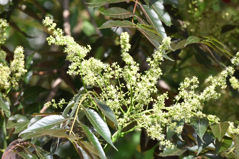 园艺科2020年5月五月下旬花讯800看图王批量图片转换结果3,臭椿