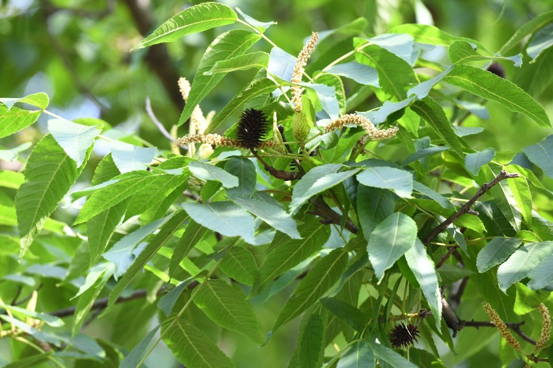 9,化香树platycarya strobilacea化香树又叫花木香,还香树,山麻柳.