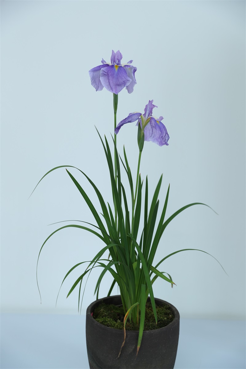 上海植物园举办2020年首场线上线下花菖蒲赏析专题讲座