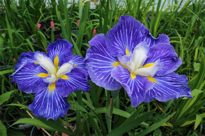 花菖蒲新品种首次与大众见面/800/看图王批量图片转换结果/蓝色系新