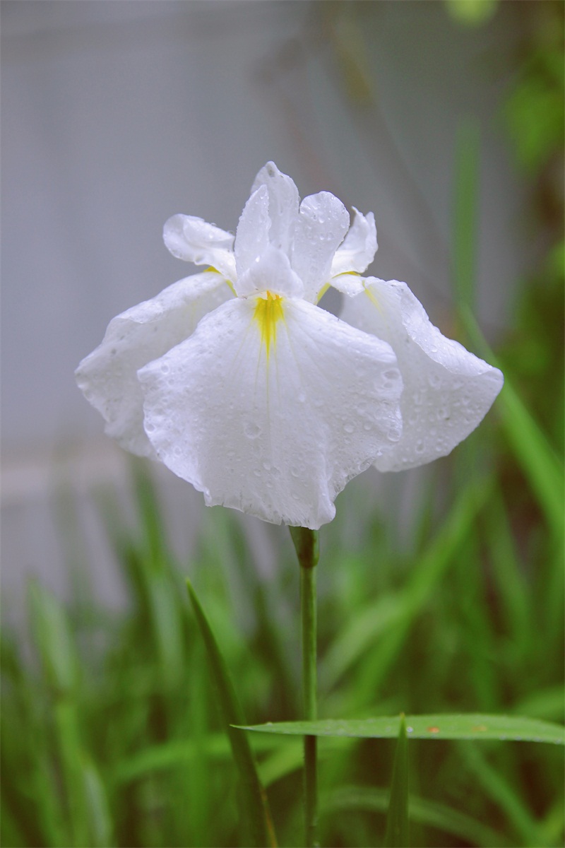 6月/花菖蒲新品种首次与大众见面/800/看图王批量图片转换结果/纯白色