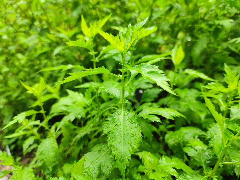 上植︱探秘草药园的药食同源区800看图王批量图片转换结果图5:野菊