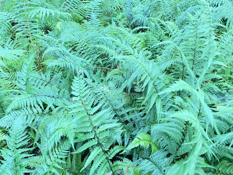 u:信息报送经营策划科2020年6月精灵之约61健康上植︱探秘蕨类