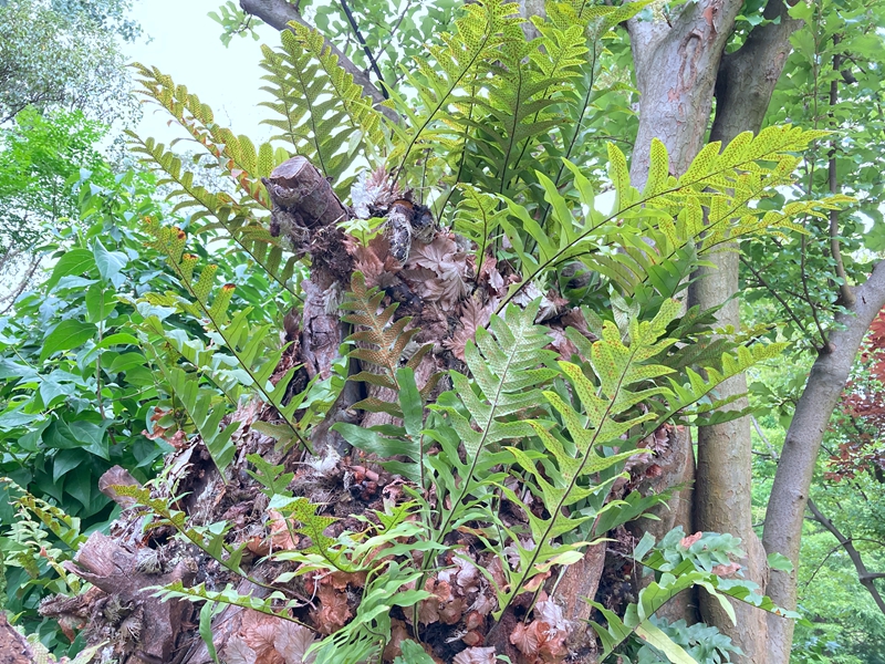 2020年6月精灵之约61健康上植︱探秘蕨类园内的药用植物800槲蕨