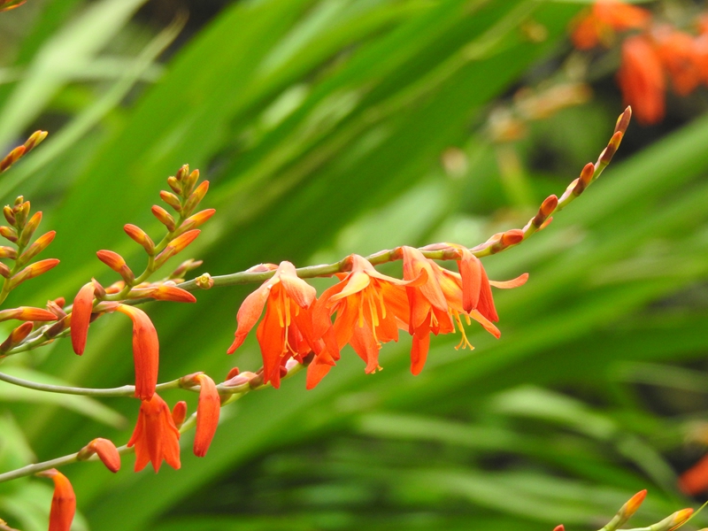 具有材用及药用价值,又可作绿化或防火树种.枝条折断时有臭气,浙南