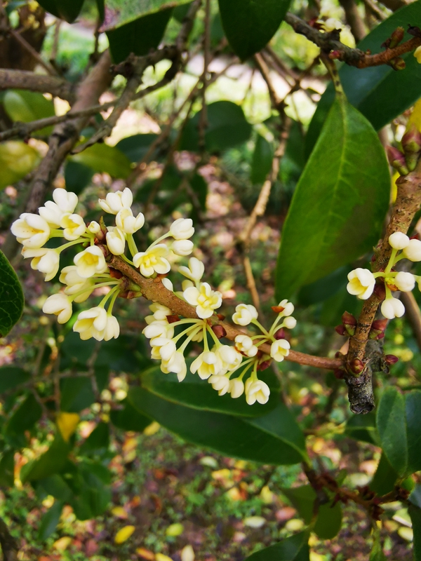 夏日里的秋香上海植物园早银桂反季开放